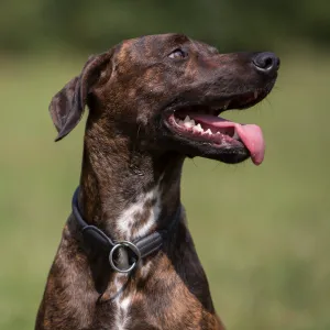 Kieffer Dressage Training Dog Collar